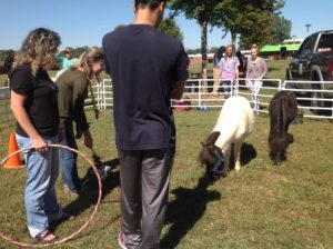 Miniature Horses on WPCC Main Campus with students