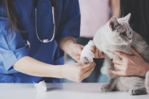 Veterinarian have a medical examination a cat with sore leg.