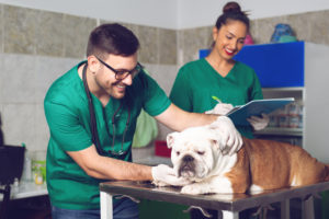 Image of vet assistant doing an exam on a dog