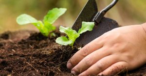 Image of a hand with a plant